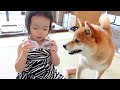 【家族旅行】３歳娘が眼鏡をかけたら「顔が変わった！」と慌てちゃう柴犬｜犬と子供のvlog