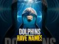 Dolphins Actually Give Each Other Names