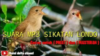 Suara pikat burung Sikatan Londo asli hutan cocok buat masteran.