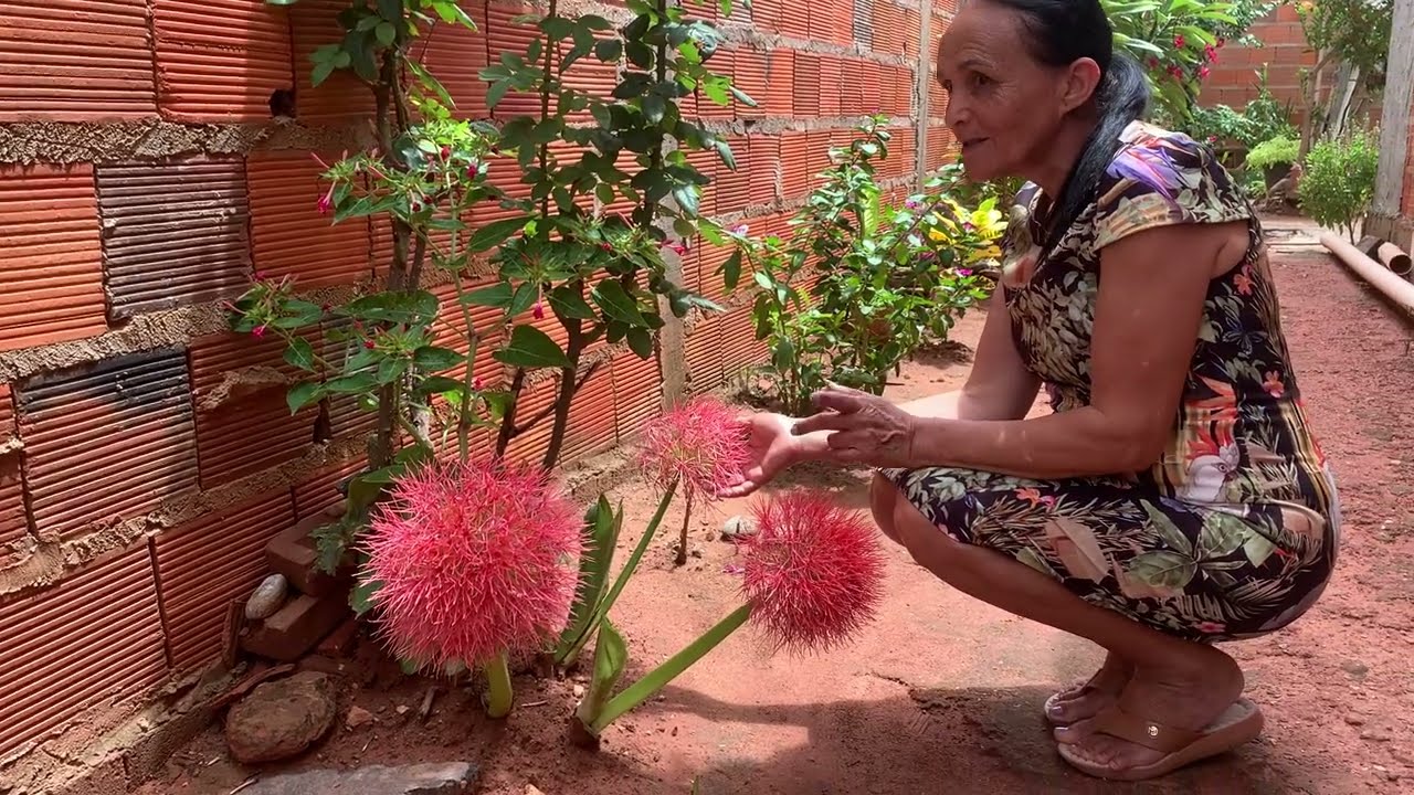 APRENDA COM A DONA DEDA! Plantar uma linda planta.