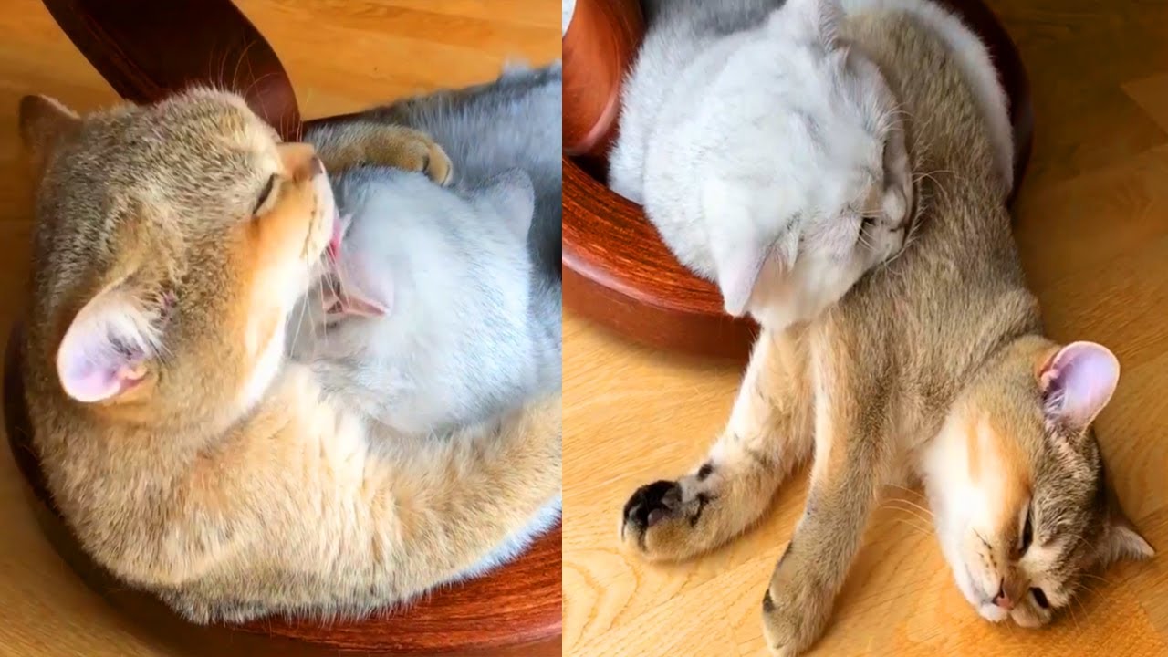 the most beautiful Romantic Cat Couple You'll Ever See 2021 - YouTube