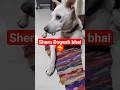 Mera khabu sheru🐶#dog #trending #cute #youtube #shorts #fyp #foodie #viralvideo #viral #puppy