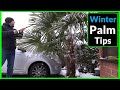 Removing Snow from Palm Trees (How to Protect Palm Trees in Winter)