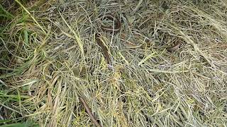 Grass Snake under reptile mat on Brook Meadow - 24 06 22