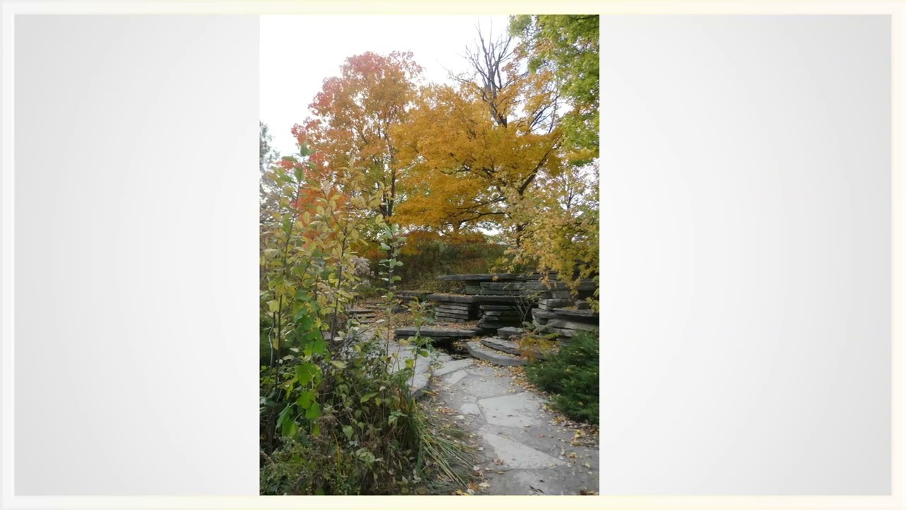 Lily Pool 11 5 25 Lumix