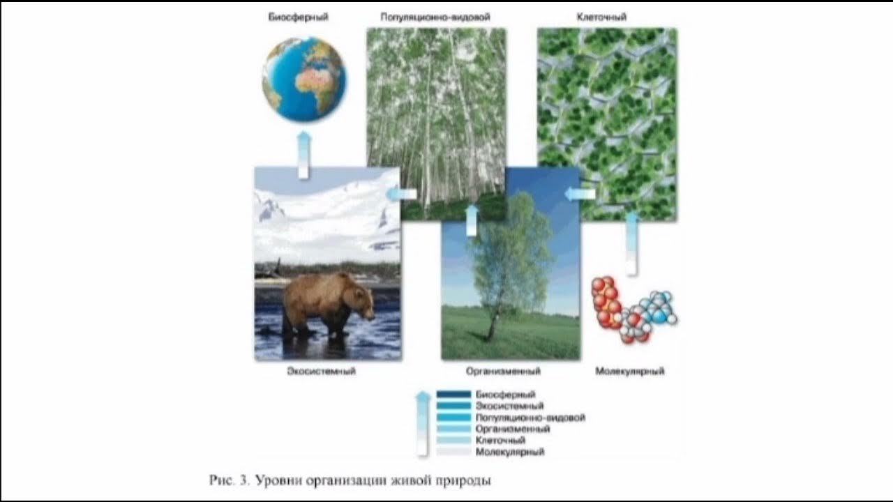 Уровень организации озера. Уровни организации живой природы. Уровни организации живой природы лес. Экосистемный уровень организации жизни. Биосферный уровень организации жизни.