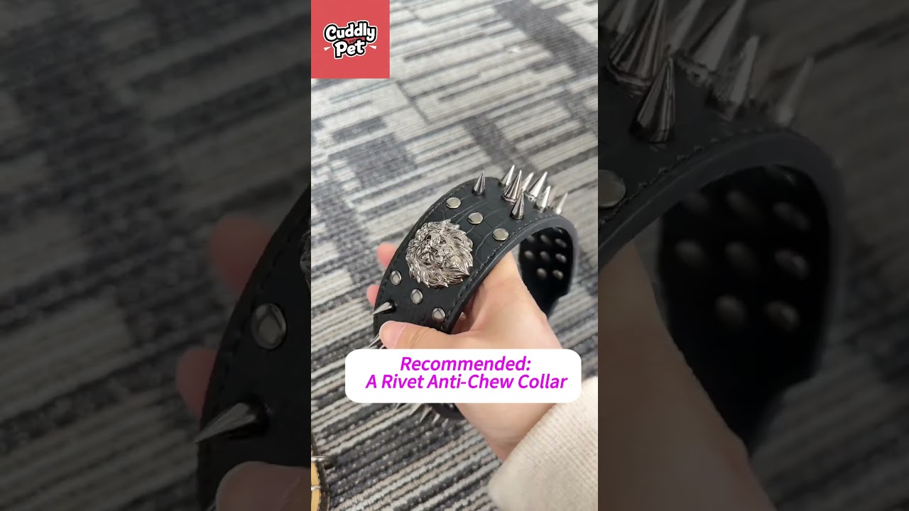 Anti-Pull Wide Spike Collar Comfort &Control for Strong Dogs.