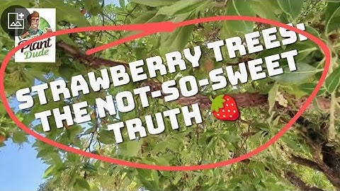 Strawberry tree (Arbutus) dying and sick? Here