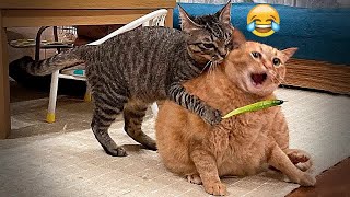 🐱😘 You Laugh You Lose Dogs And Cats 🤣🐕 Best Funniest Animals Video 2024 # 15