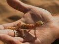 Namib Desert Gecko Adaptations
