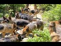 15 German Shepherds Hiking and Introductions ~13 girls, 2 males  Seelenvoll German Shepherds
