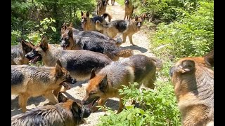 15 German Shepherds Hiking and Introductions ~13 girls, 2 males  Seelenvoll German Shepherds