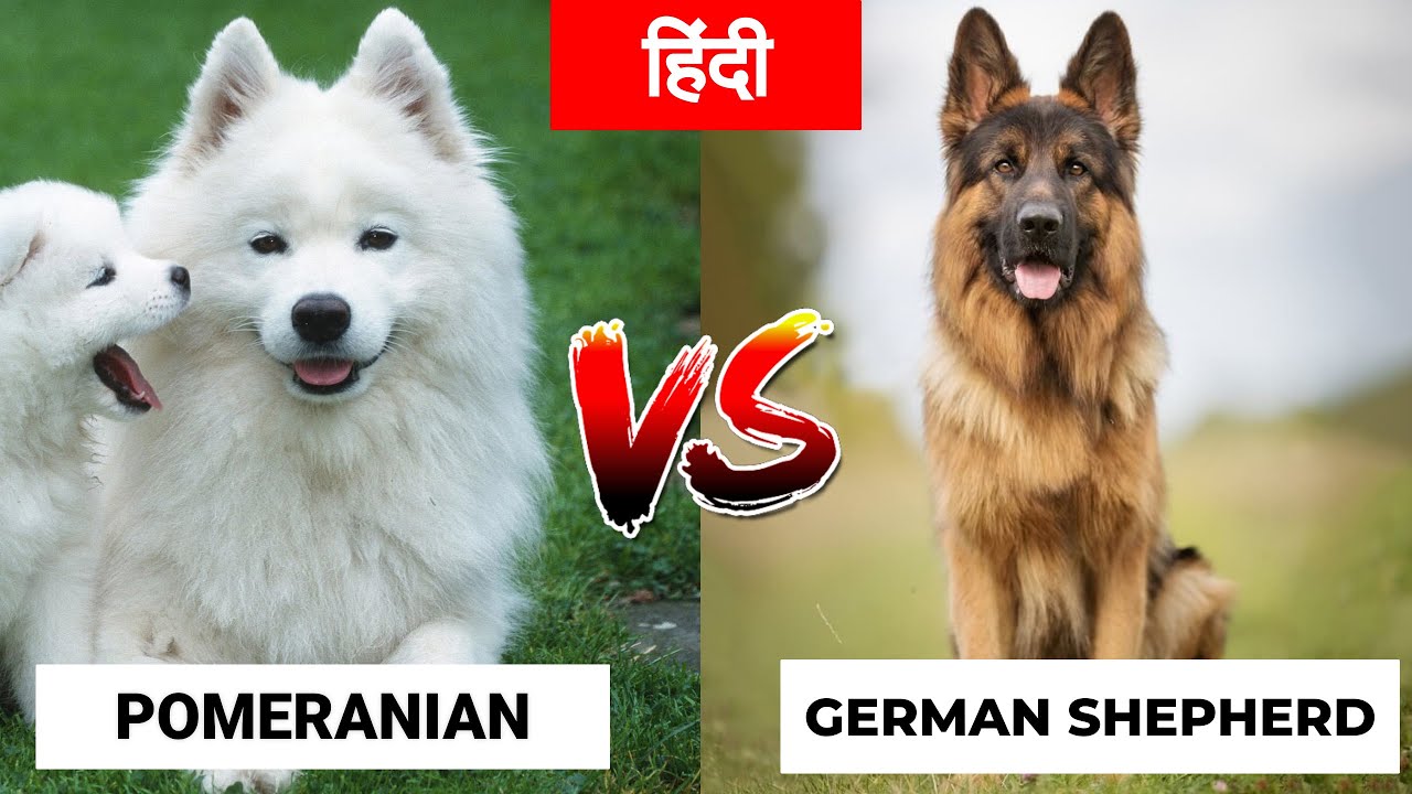 Pomeranian VS German Shepherd in Hindi | Dog VS Dog | PET INFO | Which One  is Best For You as Pet? - YouTube