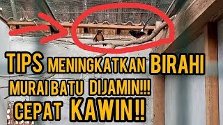 Terbukti !!!Cara Menaikan Birahi Murai Batu Agar Cepat Kawin Dan Produksi