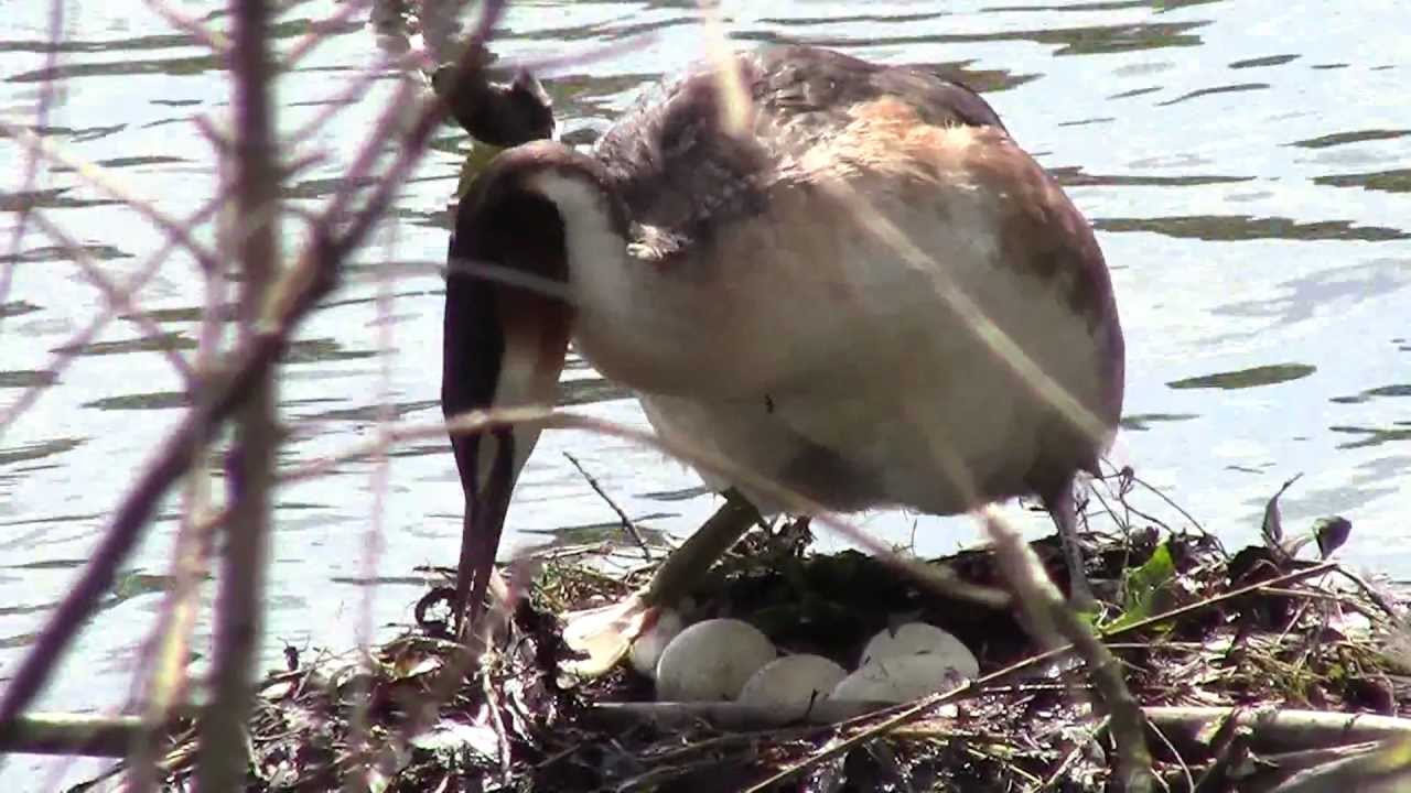 Great Crested Grebe nesting-exhange at Utterlev Mose