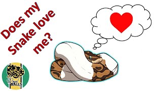 Breeding Ball Pythons; Does my snake love me