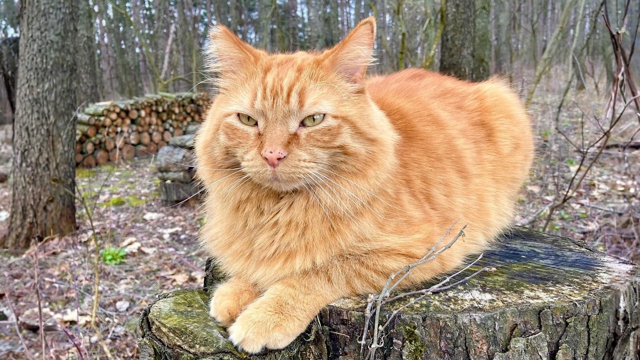 Earning a Street Cat’s Trust Was Never Easy