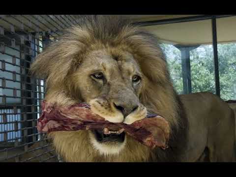 Ch 07 diversity in living organisms animals PART 1 - YouTube