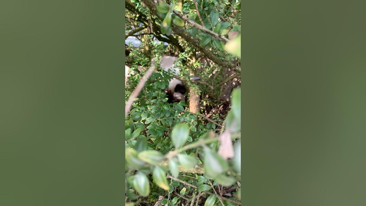 Bushes Bushes 😸🤎#cat #cutecat #catlife #catlover YouTube