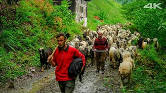 Goats of the Green Valley – A Grandfather’s Legacy | Documentary Film