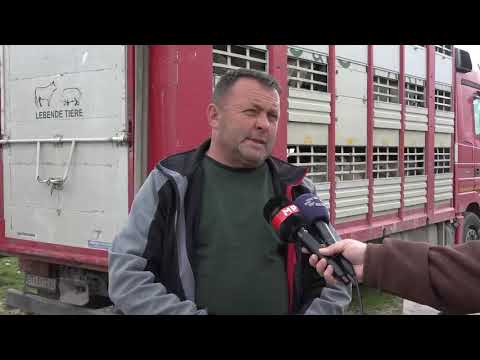 Откупната цена годинава на јагнето од 270 до 280 денари, сточарите бараа 300