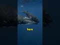Can Whales Really Nurse Their Calves Like Humans Do? #interestingfacts #facts #animals