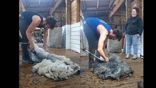 Colour Changes in Gotland Fleece