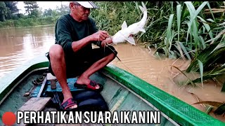 aneh tapi nyata!! seperti inilah suara ikan baung yang asli...