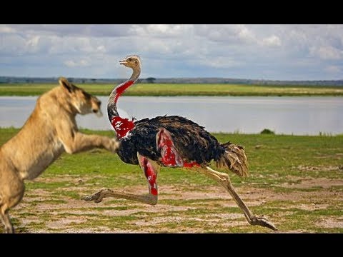 ostrich predators ostrich predators