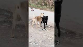 母狗：我都主動成這樣了，你還裝啥呢