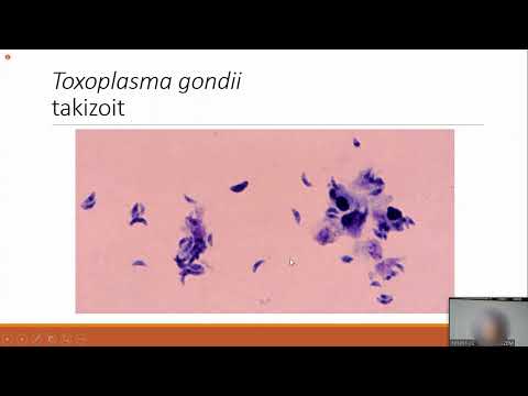 Parazitoloji 3 Pratik - kan ve doku protozoonları