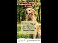 E-collars help pups learn boundaries while still enjoying freedom in open spaces #shorts
