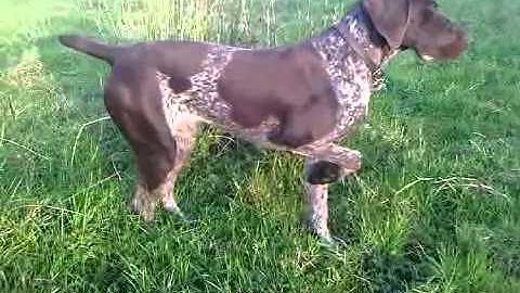 german pointer learning to point and flush