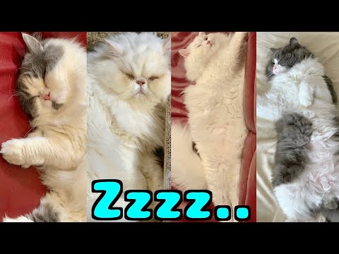 the-sleeping-faces-of-the-four-cat-families-are-terrible!-they-are-all-full-of-individuality-and-fun