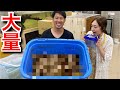 鰐さんが大量の〇〇〇を採ってきたので飼うことにしました