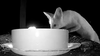 Fox at our cat dish