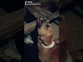 el firulais, y el gato isieron las paes