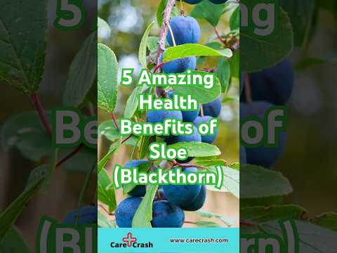 5 Amazing Health Benefits of Sloe Blackthorn carecrash