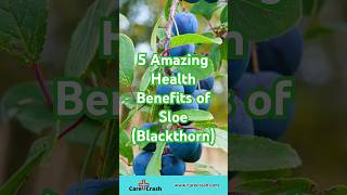 Download Lagu 5 Amazing Health Benefits of Sloe (Blackthorn)! | #carecrash MP3