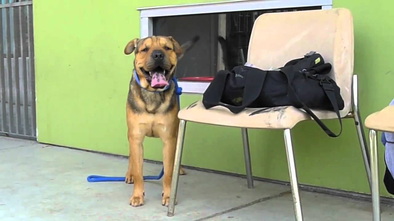 shar pei black Bono A1185930 - Bound Angels Shelter Angel Video