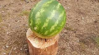Hammer Vs Fruits