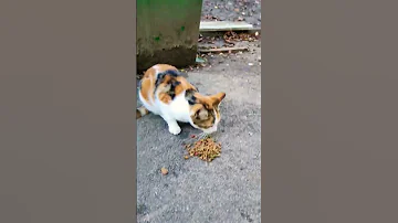 Кормим бездомных кошек и котов.
