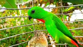 burung serindit bunyi memanggil lawan...!!!