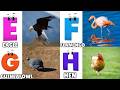 ABC Song | Birds ABC Song | Phonics for Kids| Learn ABC, Baby | Alphabet Letters