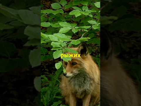 Какую роль лисы играют в экосистеме? #лисы #животные #лес #природа #факты