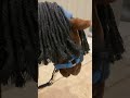 Hacking Bella bit less and bare back #horse #lemieux #horsey #horsetype #ponies #horseplay