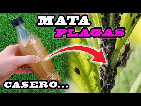 Vídeo: Problemas de pragas de gengibre: lidando com insetos que comem plantas de gengibre