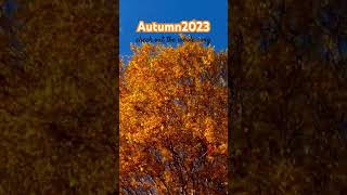 Autumn 2023 #Short #Autumn2023 #Edmmusic #Music2023 #Videoclip #Deepsell #Unknowncreator #Edm