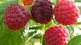 RASPBERRIES - PLANTING AND GROWING THEM