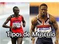 Tipos de fibras musculares